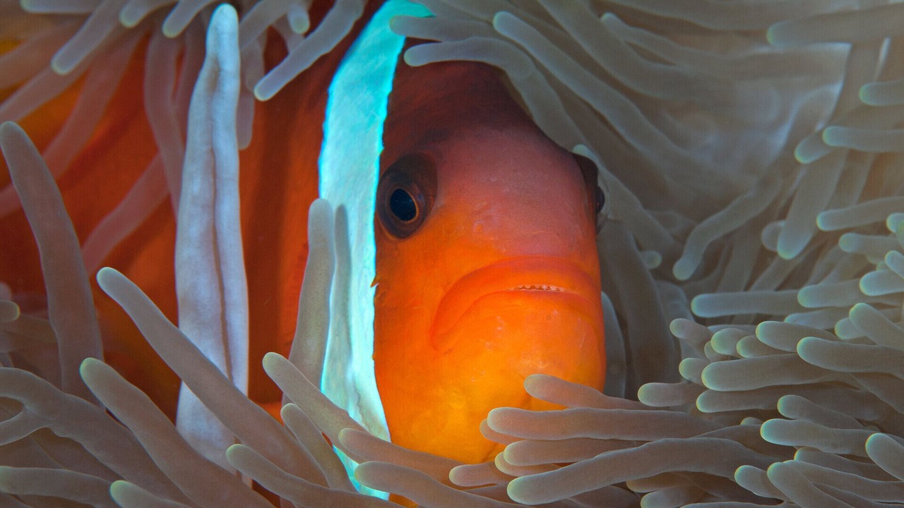の写真 その他 で Savusavu