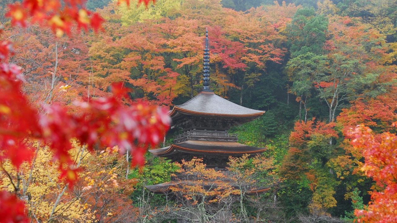 の写真 その他 で Maizuru