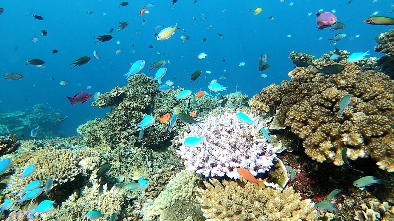 の写真 その他 で Savusavu
