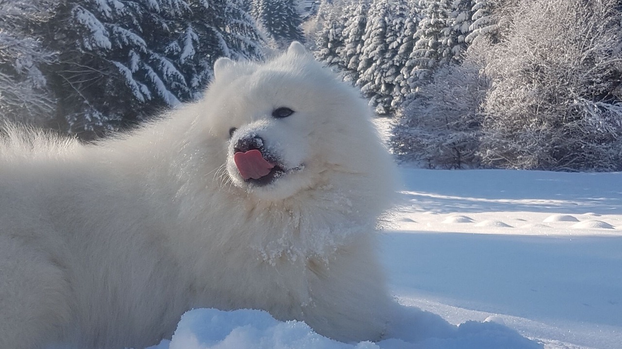 の写真 その他 で Gerbepal