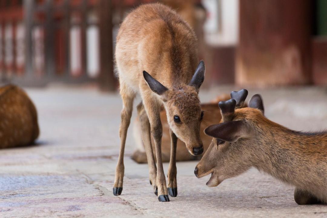 の写真 その他 で Nara